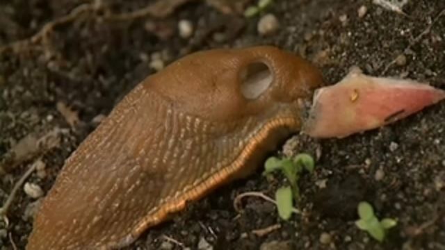 Runt i naturen - Snigelslem och Bärfisar : Bajs är gott