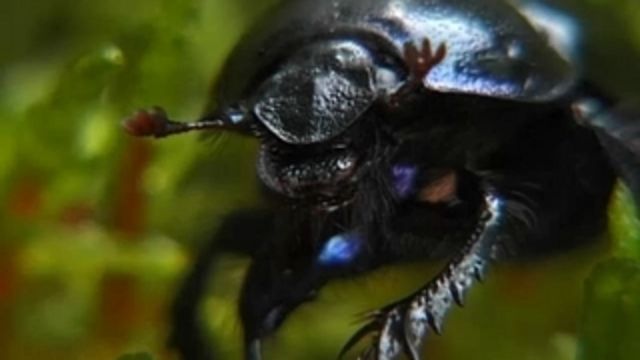 Runt i naturen - Snigelslem och Bärfisar : Ögon och näsor på skaft