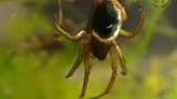 Runt i naturen : Vattenspindeln