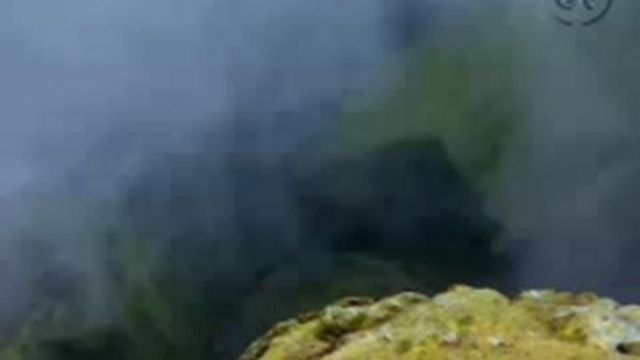 Runt i naturen : Urtida växter