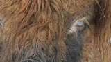 Runt i naturen - Hönsrumpa och kofötter : Kor