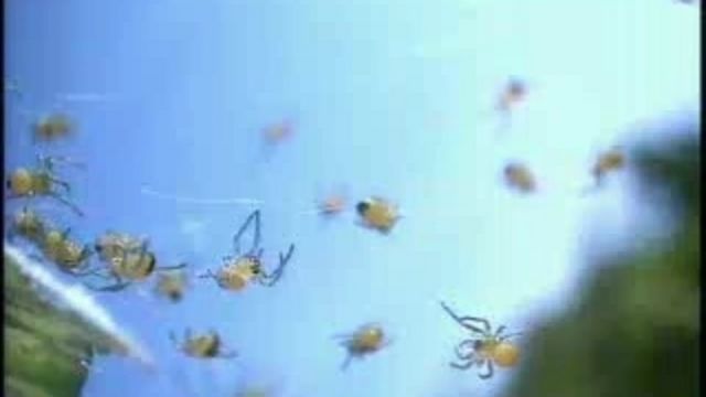 Safari Europa : Spindeln