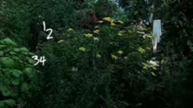 Jorden är platt - Matematik : Geometrin - bland blommor och bin och animerad apelsin