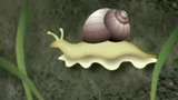 Runt i naturen : Skelett