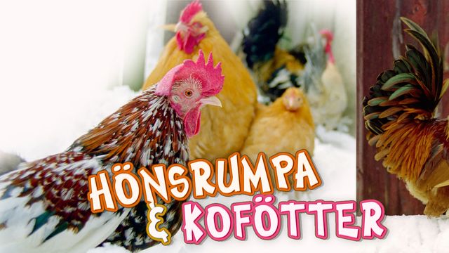 Runt i naturen - Hönsrumpa och kofötter