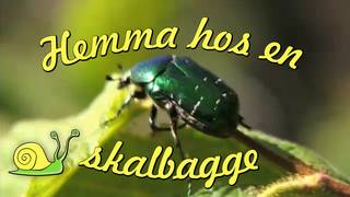Runt i naturen - Hemma hos en skalbagge