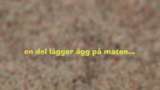 Runt i naturen - Här kommer äggdjuren : En del lägger ägg på maten