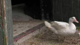 Runt i naturen - Här kommer äggdjuren