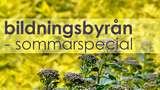 Bildningsbyrån sommarspecial