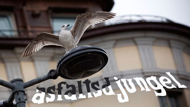 Asfaltsdjungel