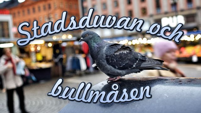 Runt i naturen - Stadsduvan och Bullmåsen