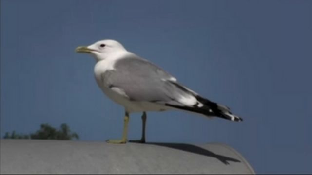 Runt i naturen - Stadsduvan och Bullmåsen : Igelkotten