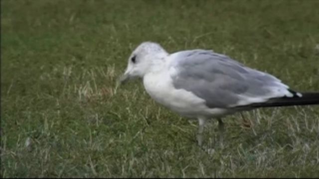 Runt i naturen - Stadsduvan och Bullmåsen : Gråsparvar och rådjur