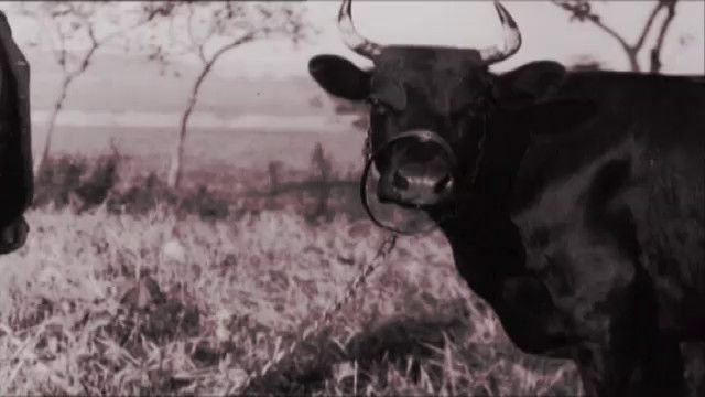 Folkliv : Mjölk