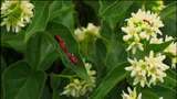 Djurkoll - finska : Insekter
