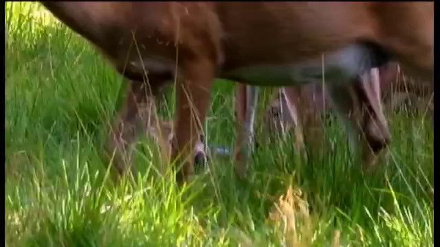 Djurkoll - finska : Hjortdjuren
