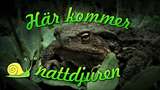 Här kommer nattdjuren!