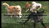 UR Samtiden - Hunden i tv : Hundar är inga vargar