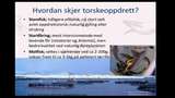 Bild för programmet UR Samtiden - Odla i vatten : Norges erfarenheter av torskodling