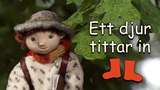 Ett djur tittar in