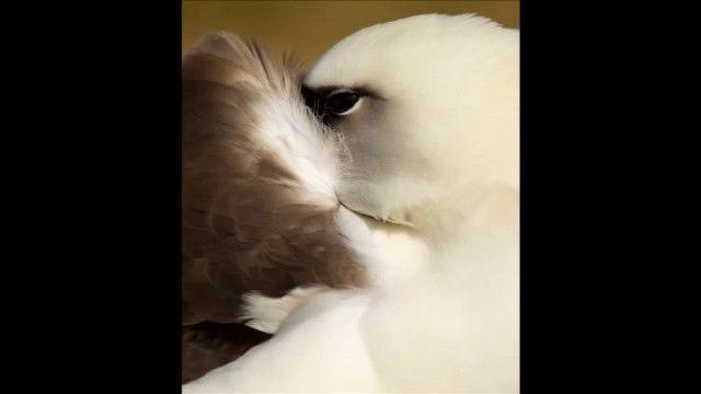 UR Samtiden - Bok och bibliotek 2011 : Albatrossernas ö