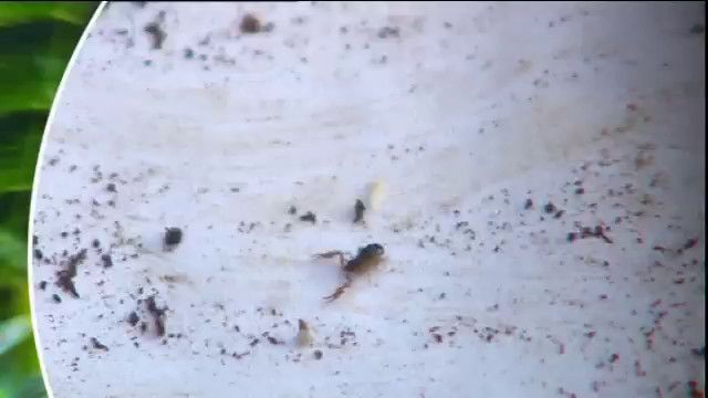 Naturvetarens strövtåg : Naturen vaknar till liv
