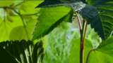 Naturvetarens strövtåg : Spindeljakt