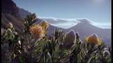 Naturens underverk : Fynbos och regnskog