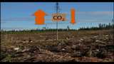 UR Samtiden - Möjligheternas skog : Skogen och kolet
