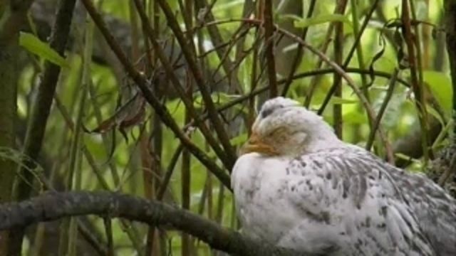 Runt i naturen - Hönsrumpa och kofötter - finska : Höns