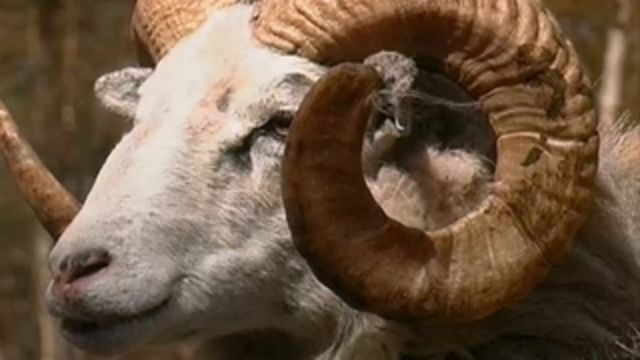 Runt i naturen - Hönsrumpa och kofötter - turkiska : Får