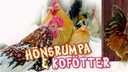 Hönsrumpa och kofötter - meänkieli