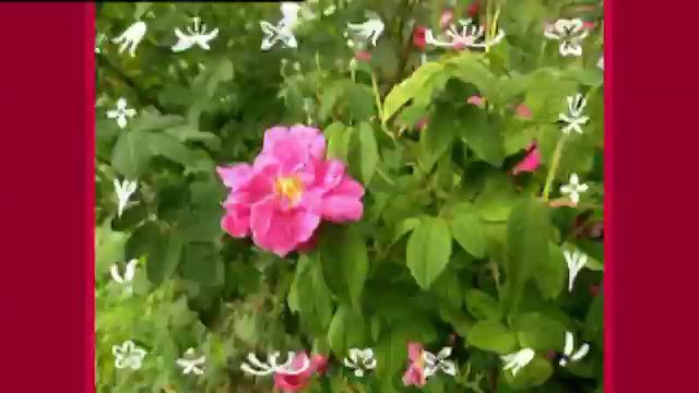 Från blomma till blomma - persiska : Jag älskar pollen