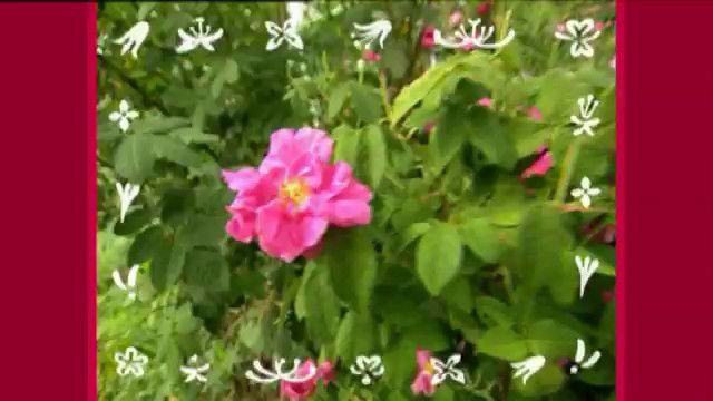 Från blomma till blomma - meänkieli : Jag älskar pollen