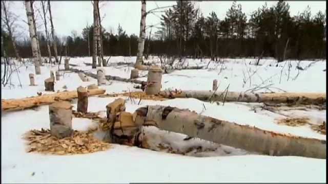 Djurkoll - finska : Bäver