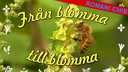 Från blomma till blomma - romani chib