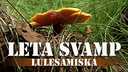 Leta svamp - lulesamiska