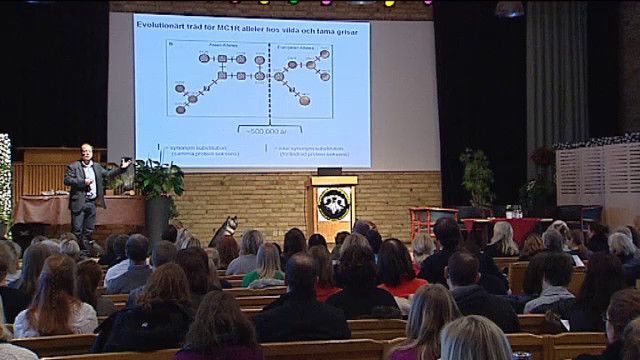 UR Samtiden - Hundar som jagar : Frågor och svar om beteende och utseende