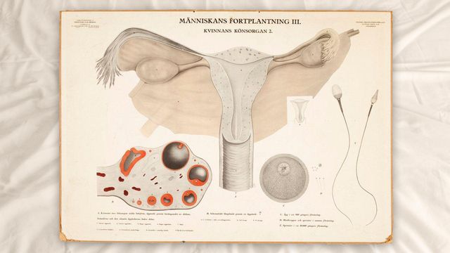 Bildningsbyrån - sex : Vad behöver man egentligen veta?