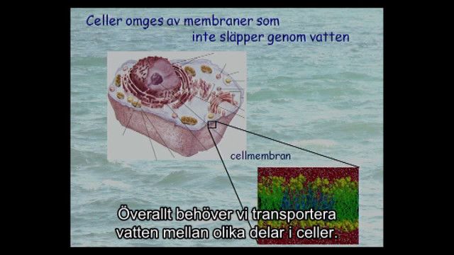 UR Samtiden - Världsvattendagen 2013 : Vattnets roll i cellen