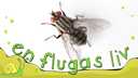 En flugas liv