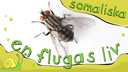 En flugas liv - somaliska
