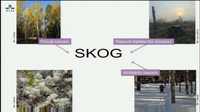 UR Samtiden - Samiska veckan 2015 : Samråd mellan skogsbruk och rennäring