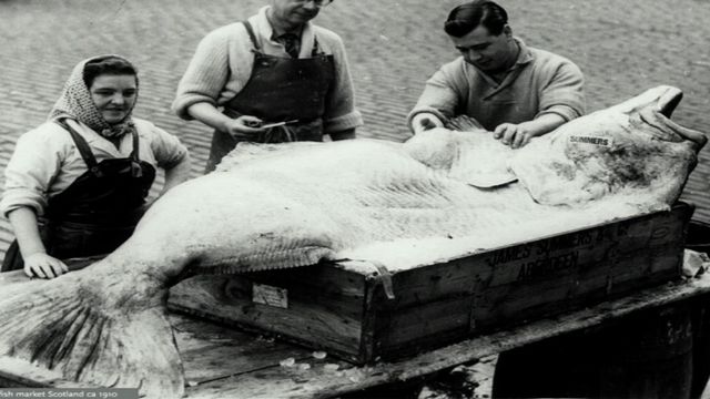 UR Samtiden - Så tänder vi gnistan : EU:s historiska fiskeavtal
