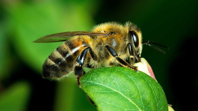 UR Samtiden - Biodling för en hållbar framtid : Att avla ett superbi