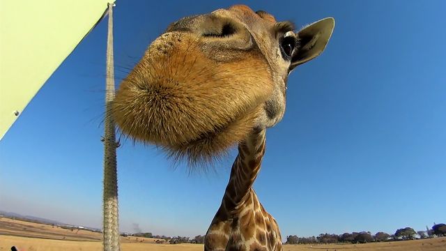 Gigantiska experiment : Fota en giraff
