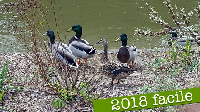 Nouvelles en français facile : 2018-04-14