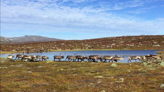UR Samtiden - Samisk hälsa på agendan : Renskötande samers två världar