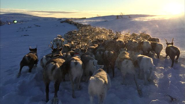 UR Samtiden - Samisk hälsa på agendan : Renskötande samer går inte till doktorn