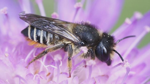 UR Samtiden - Flora- och faunavård 2018 : En larmrapport om hotade vildbin